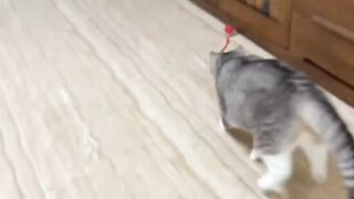 Cat Trying to Catch the Printer Paper! 15