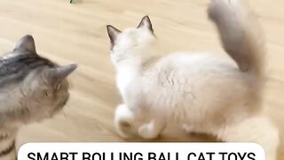 Cat Smiling for the Camera! 📸 15