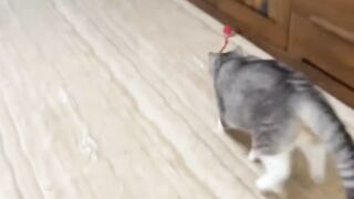 Cat Sliding into a Box like a Boss! 14