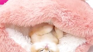 Cat Refusing to Wake Up! Heavy Sleeper! 14