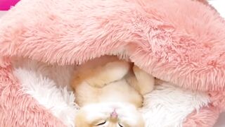 Cat Doing a Perfect Backflip! 13
