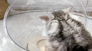 The Most Talkative Cat Ever! 🗣️ 15