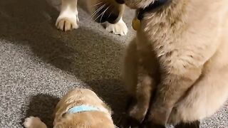 Tiny Kitten's First Yawn! 12