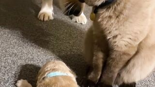 Clumsy Cat Falls off the Bed! 15