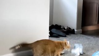 Cat Addicted to Belly Rubs! 13