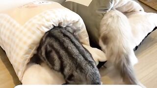Cat Sneaks into the Fridge Again! 12