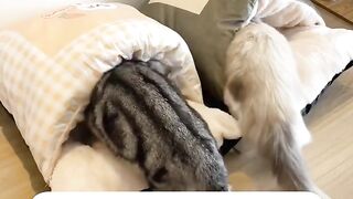 Cat Hates the New Vacuum Cleaner! 15