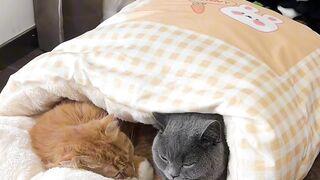 The Fluffiest Cat on the Internet! 14