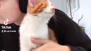 Kitten Tries to Intimidate a Big Dog! 14