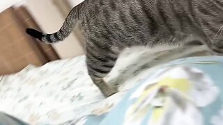 Cat Doing a Perfect Parkour Jump! 14