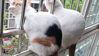 Cat Reacts to a Fake Snake! 😂 15
