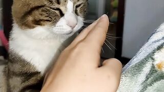 Cat Sleeping in a Fruit Bowl! 14