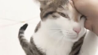 Cat Sneezing Fit in Slow Motion! 13