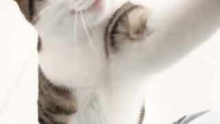Cat Adopts a Stray Kitten! 11