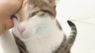 Cat Tries to Catch a Laser Pointer! 14