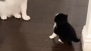 Cat Reacts to Owner's Sneeze! 13