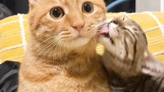 Cat Knocking a Glass off the Table! 13