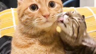 Cat Steals a Slice of Pizza! 🍕 13