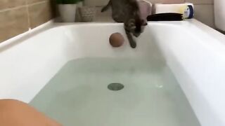 Cat Fighting its Own Shadow! 12