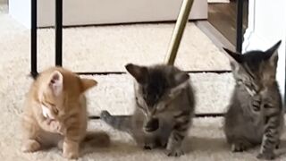 Cat Yelling at the Closed Door! 14