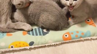 Cat Tries to Fit in a Tiny Box! 13