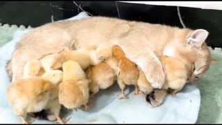 Mother's love