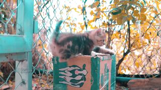Cats and Kittens Beautiful Scenes