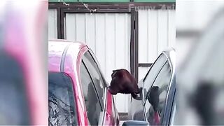 Funny video, pets funny video,cats funny video