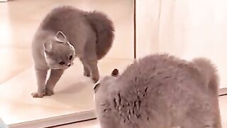 So funny cats compilation 2023