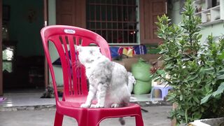 OMG These Cats Are So Cute And Beautiful