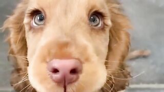 Good Morning puppy