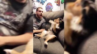 funny dog2