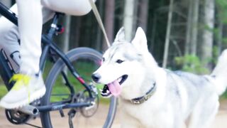 Husky