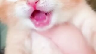 Cats crying video please follow and comments