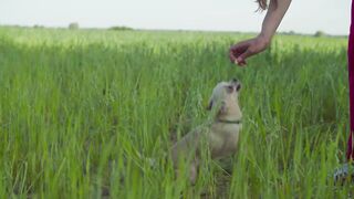 Pet Dog