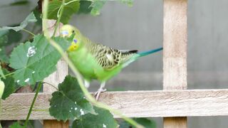 Budgie