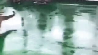 Duck and Big Cat Doing Fun