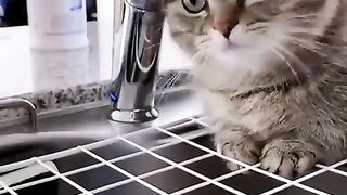Curious cat