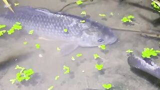 FISH ANIMALS