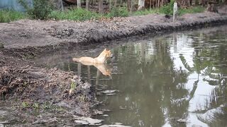 Dog bathing