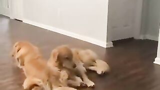The love and friendship between these two are just beautiful. they are so adorable together.golden are so sweet and loving.
