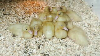 Ducklings