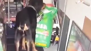 2023 funny cat and dog