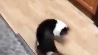 2023 funny cats