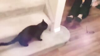 cats funny moments