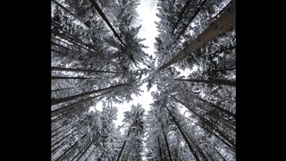 Trees tops