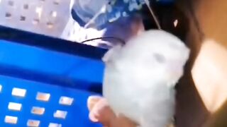 Tamed parrot