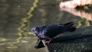 Pigeon