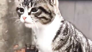 So cute cat funny video
