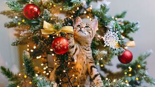 The kitten took out a toy mouse from the Christmas tree and began to play